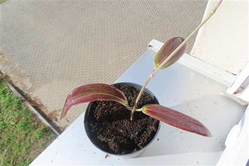 Hoya soligamiana