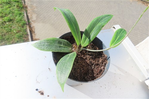 Hoya soligamiana