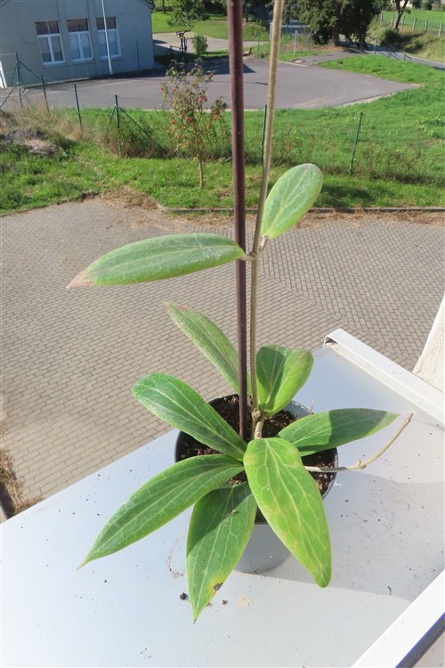Hoya soligamiana
