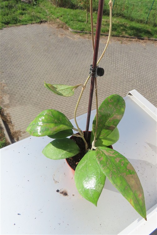 Hoya vitellina