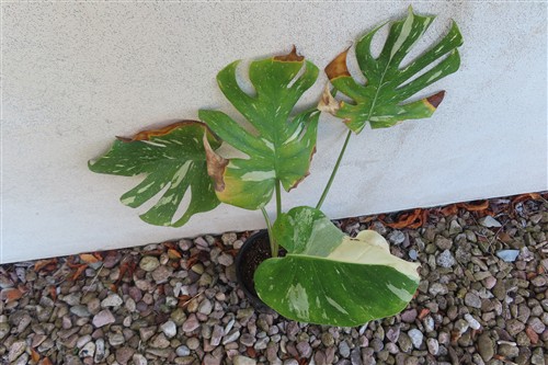 Monstera Thai Constellation