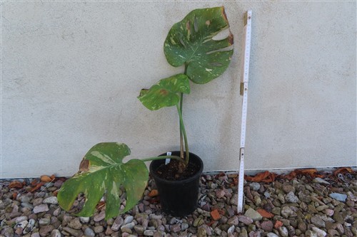 Monstera Thai Constellation