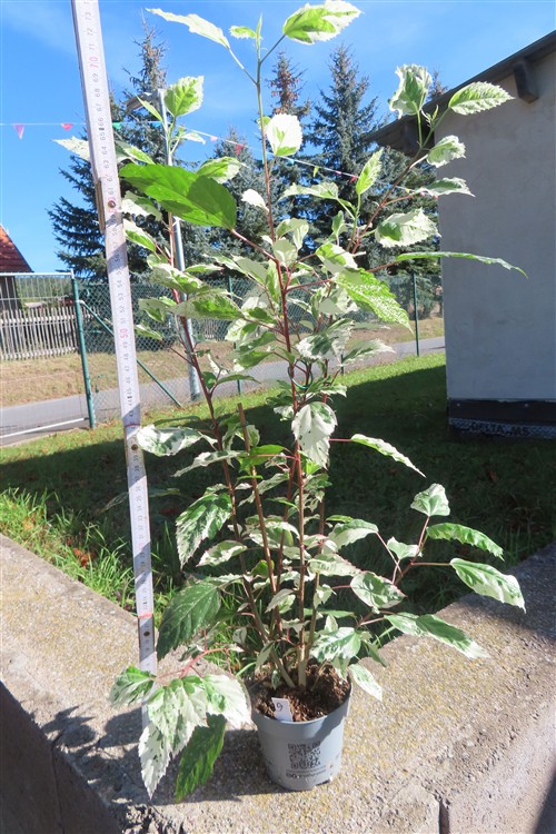 Hibiskus rosa-sinensis