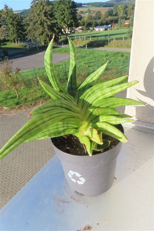 Sansevieria cylindrica Classic Fan inti