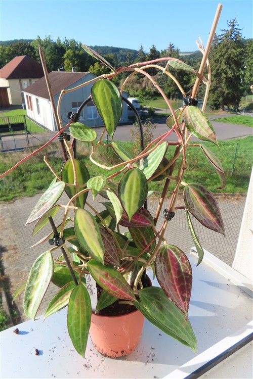 Hoya macrophylla pot of gold