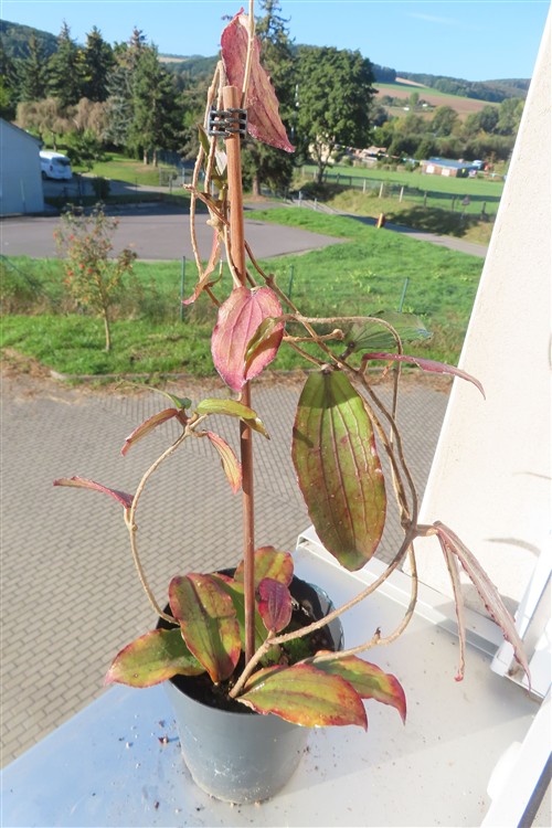 Hoya erythrina