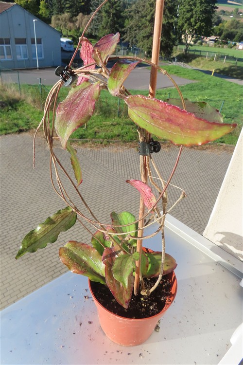 Hoya erythrina