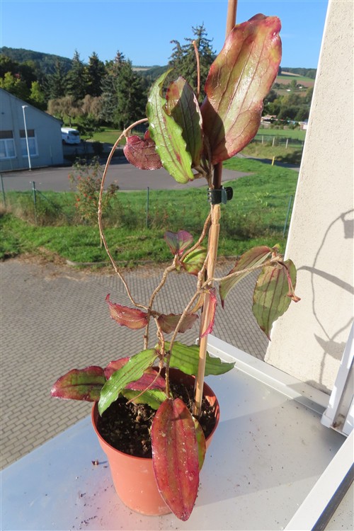 Hoya erythrina