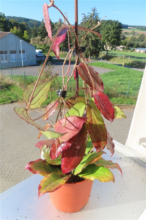 Hoya erythrina