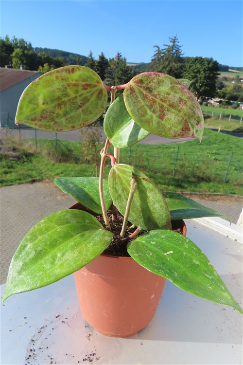 Hoya macrophylla Silver