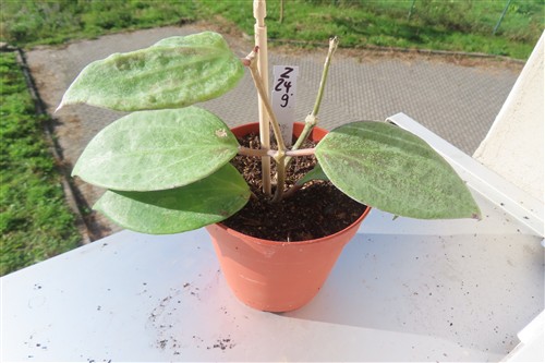 Hoya macrophylla Silver