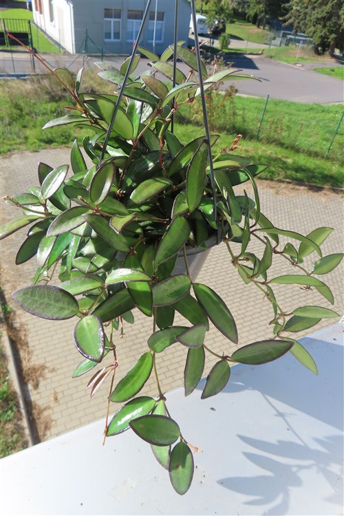 Hoya Rosita