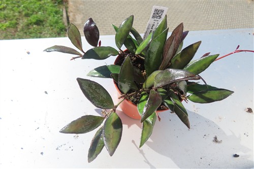 Hoya Rosita Red Maroon