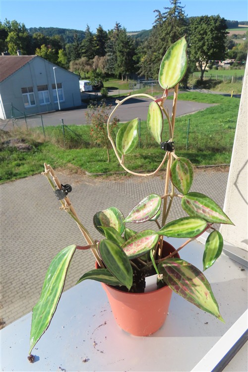 Hoya macrophylla pot of gold