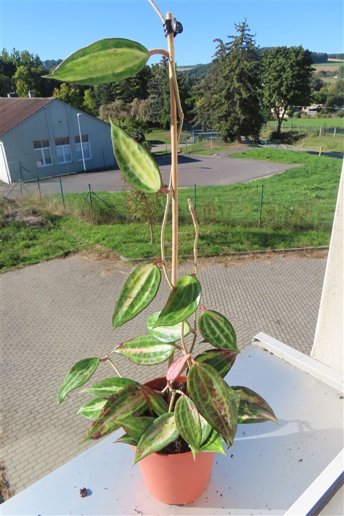 Hoya macrophylla pot of gold