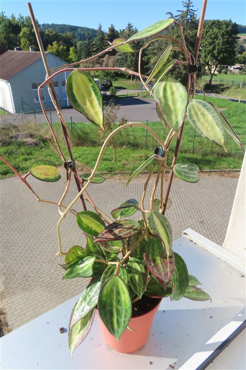 Hoya macrophylla pot of gold