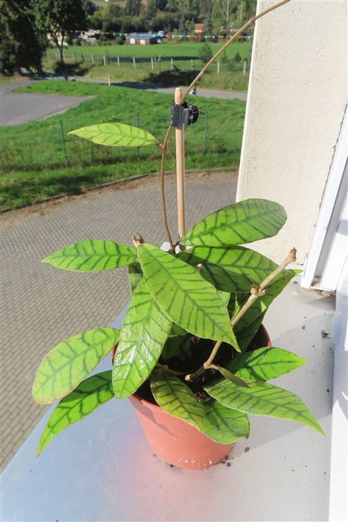 Hoya callistophylla KAL 16 Star of Samoa