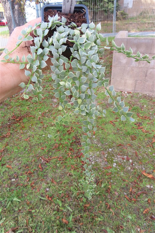 Dischidia ruscifolia variegata