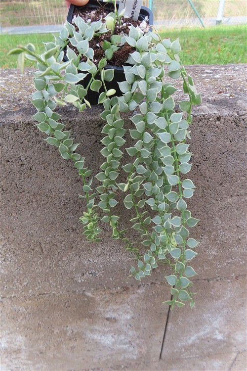 Dischidia ruscifolia variegata