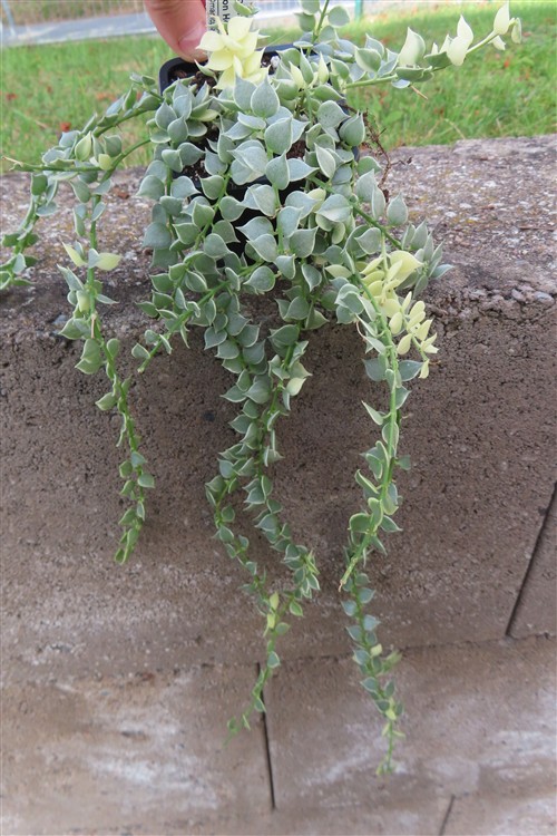 Dischidia ruscifolia variegata