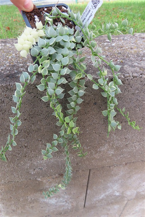 Dischidia ruscifolia variegata