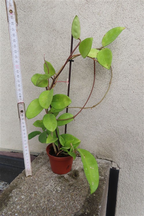 Hoya allg. – Bild 2