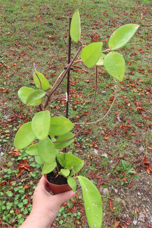 Hoya allg. – Bild 3