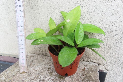Hoya allg. – Bild 2