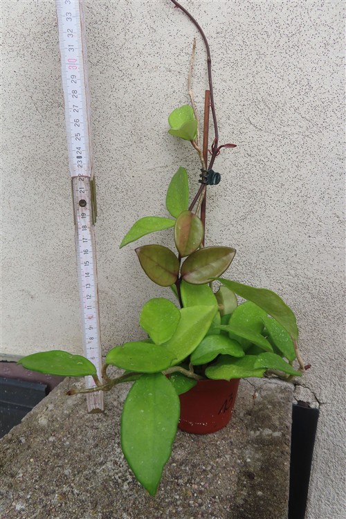 Hoya allg. – Bild 2