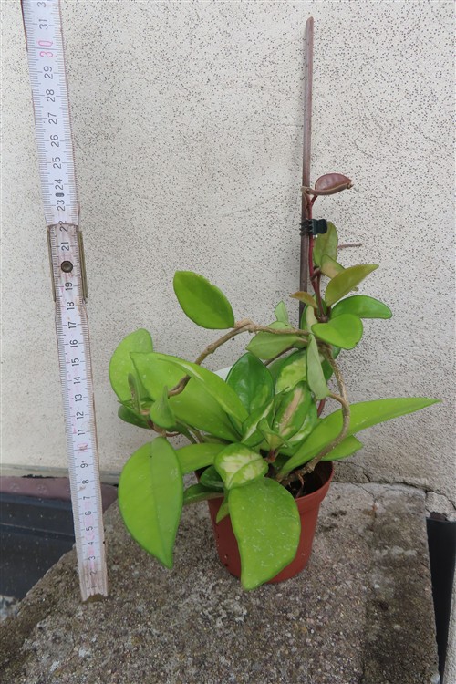 Hoya allg. – Bild 2