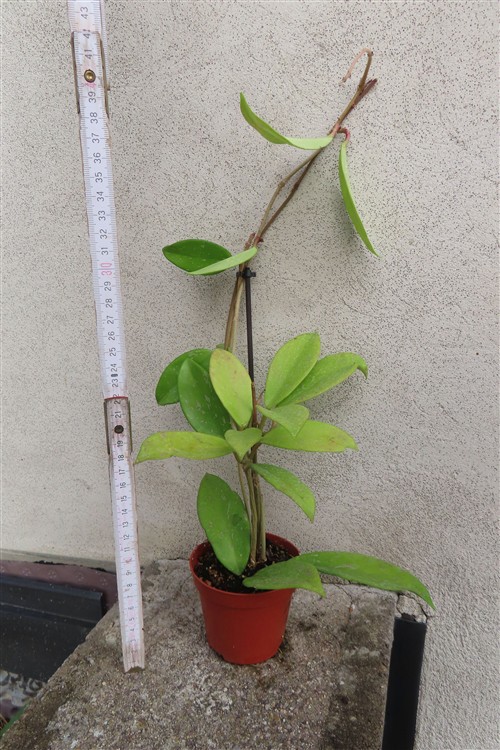 Hoya allg. – Bild 2