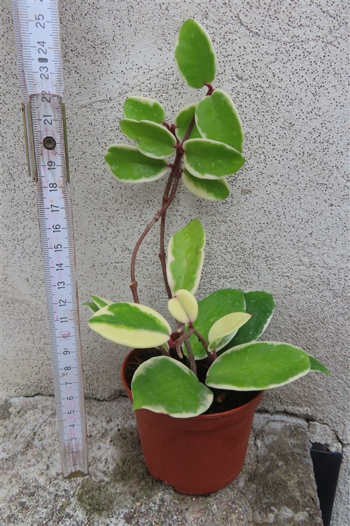 Hoya carnosa Flamingo Dream – Bild 2