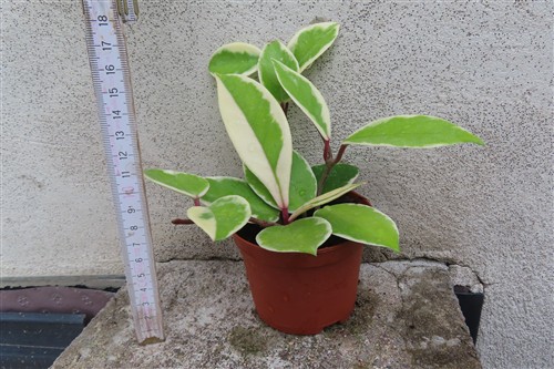 Hoya carnosa Flamingo Dream – Bild 2