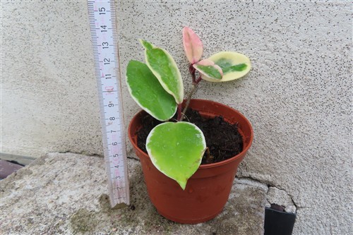Hoya carnosa Flamingo Dream – Bild 2
