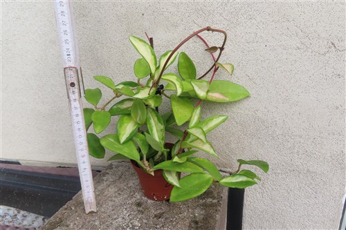 Hoya carnosa tricolor – Bild 2