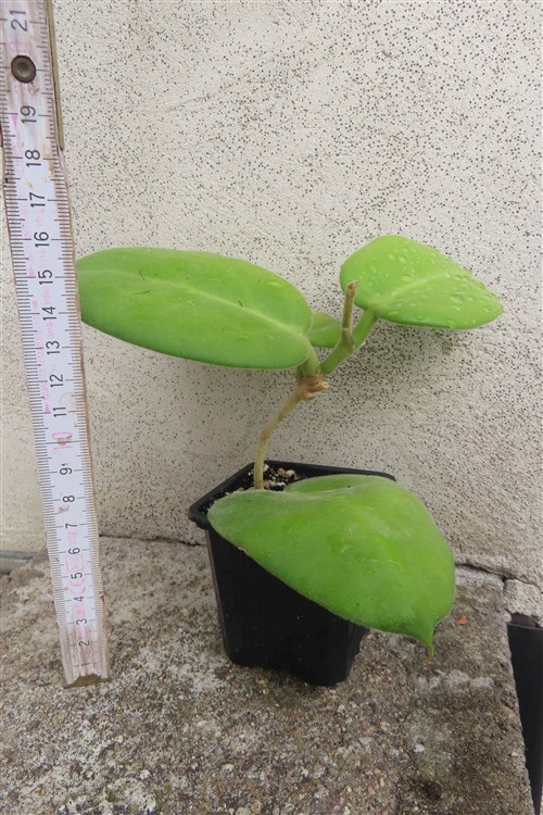 Hoya calycina stargazer – Bild 2