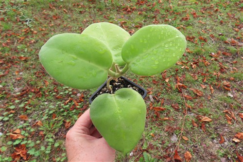 Hoya calycina stargazer – Bild 3
