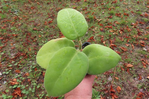 Hoya calycina stargazer – Bild 4