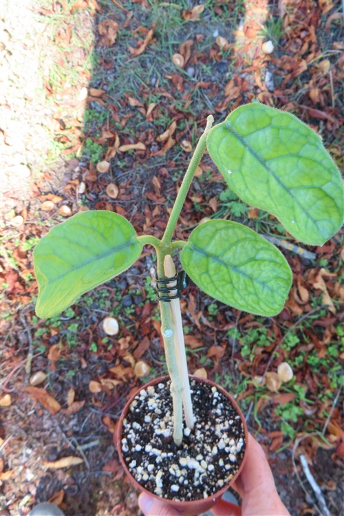 Hoya villosa Vietnam – Bild 3