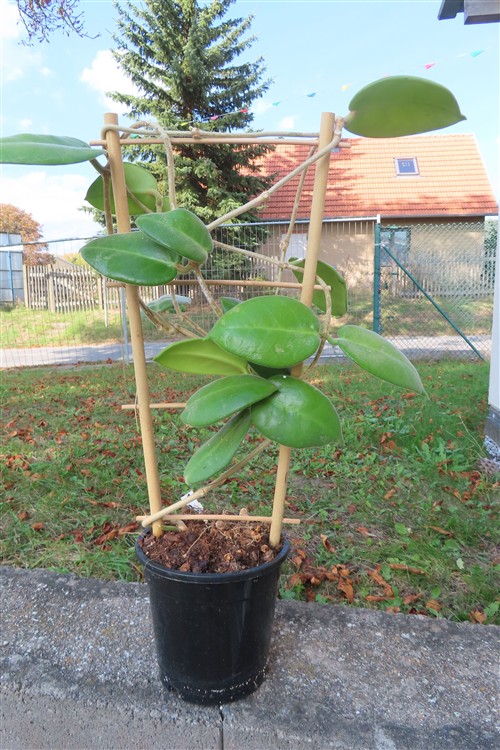 Hoya calycina stargazer – Bild 3
