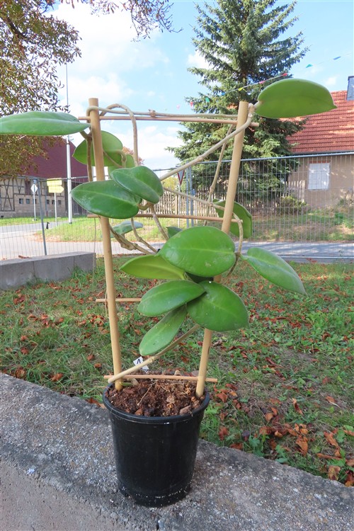 Hoya calycina stargazer – Bild 4