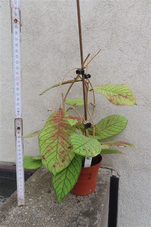 Hoya Sabah – Bild 2