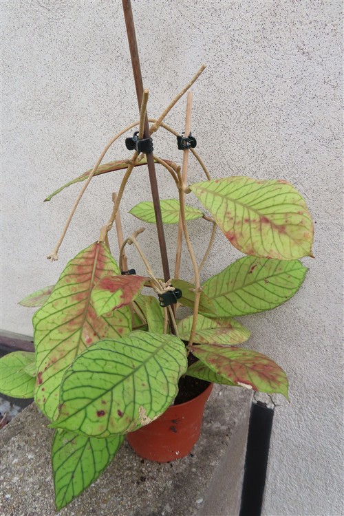 Hoya Sabah – Bild 3