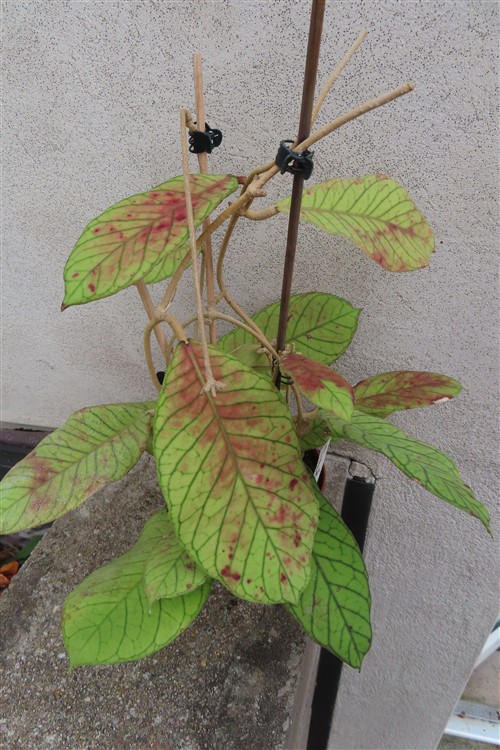 Hoya Sabah – Bild 4
