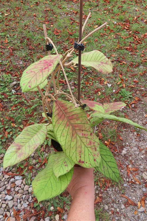 Hoya Sabah – Bild 5
