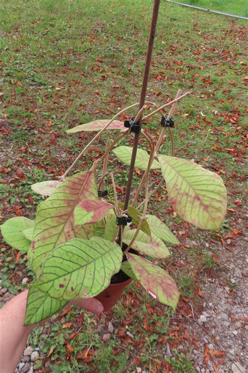 Hoya Sabah – Bild 6