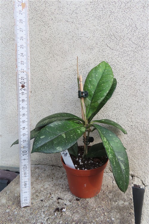 Hoya crassipetiolata splash Round Leaf – Bild 2