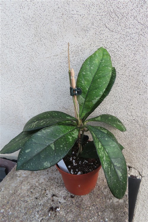 Hoya crassipetiolata splash Round Leaf – Bild 3