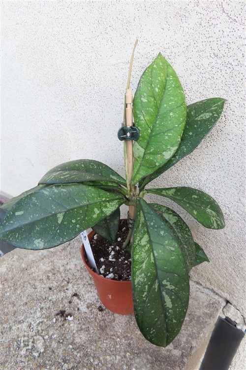 Hoya crassipetiolata splash Round Leaf – Bild 4