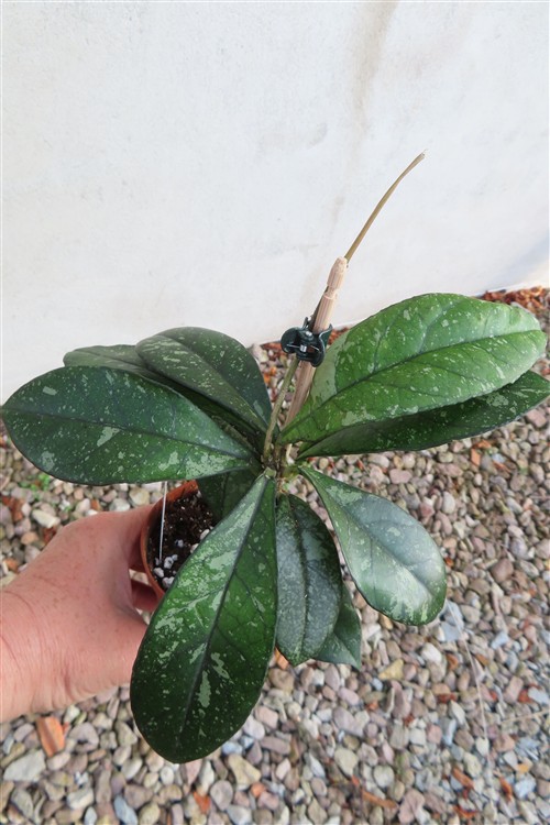 Hoya crassipetiolata splash Round Leaf – Bild 5
